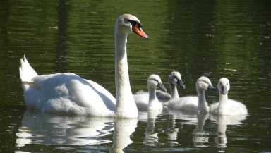 Female_of_Mute_Swan_with_youngs-1