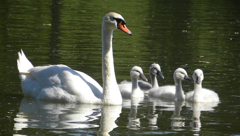 Female_of_Mute_Swan_with_youngs-1