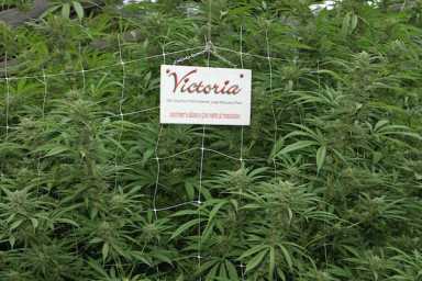 Women’s_Alliance_For_Medical_Marijuana_-_Victoria