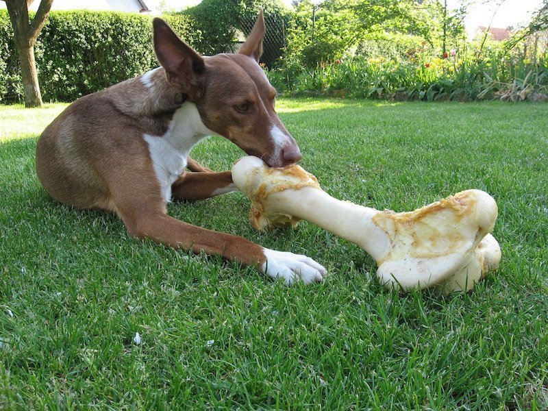 dog-podenco-animal-animals-fd93a2-1024