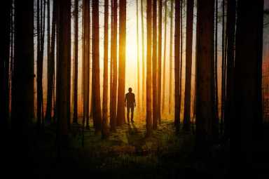 light-forestphotofrompixabay