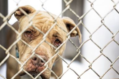 Pitbull in shelter kennel [stock photo from 123RF]
