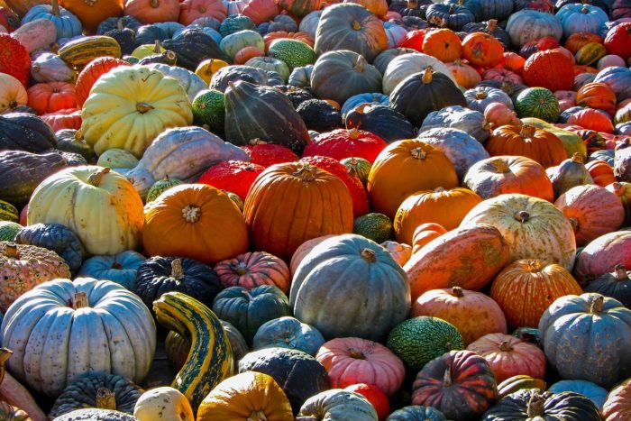 a field of different shapes and colors of pumpkins