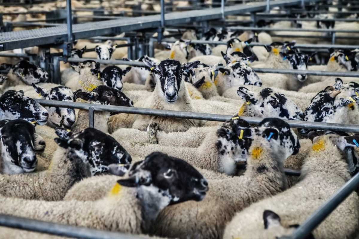 Live markets are widely believed to be vectors of disease (Source: Pixabey)