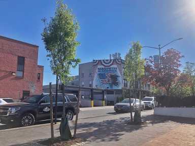 maspeth-trees-1