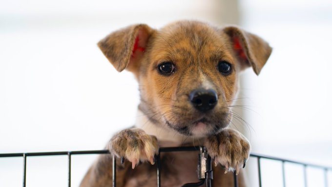 puppy