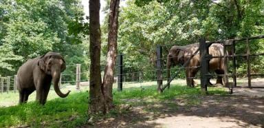 Happy-and-Patty-Bronx-Zoo-2020-1200×584-1